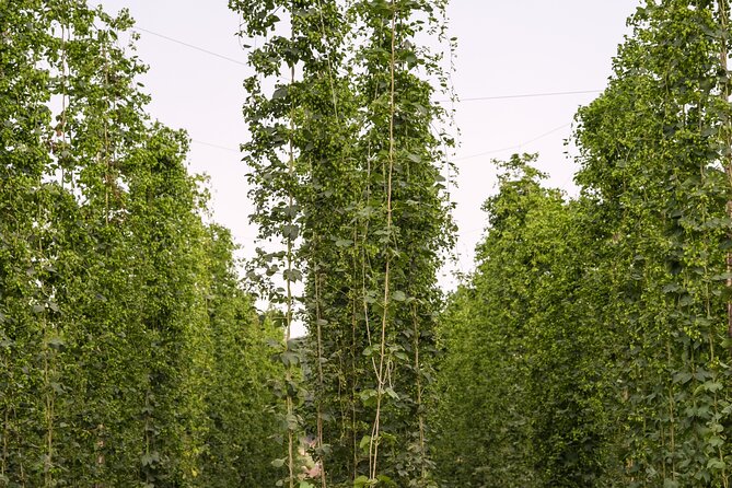 Agricultural Brewery Tour in the Roman Countryside - Getting to Podere 676 in Fiumicino