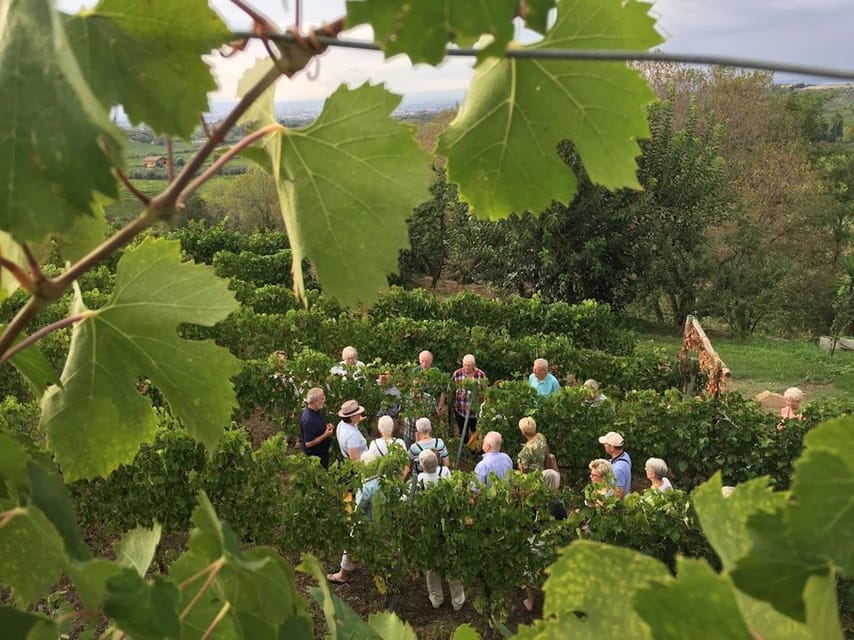 Frascati: 3-Hour Wine and Oil Tasting with Lunch/Dinner - Key points to know before you book
