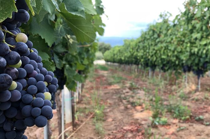 Frascati Day Tour: Road from Rome with Wine Tasting & Lunch - The second look at Frascati