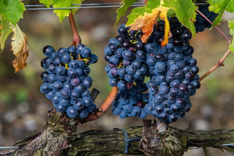 From Roma: Montepulciano and Montalcino, on the Wine Routes - Leaving Rome from Piazza del Popolo