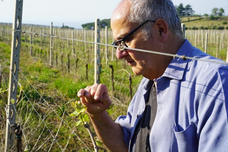 From Rome: Frascati Wine Region Tour with Wine Tasting - Who will enjoy this Frascati outing?
