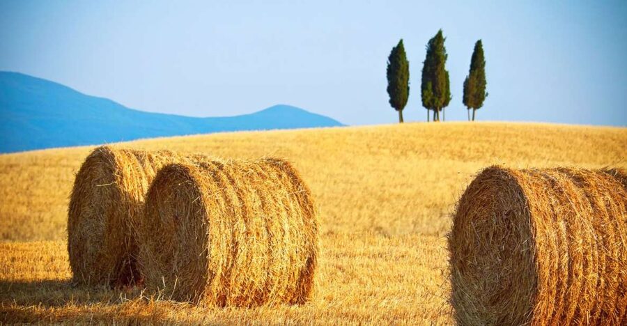 From Rome: Private Tuscany Day Trip - Key points to know before booking