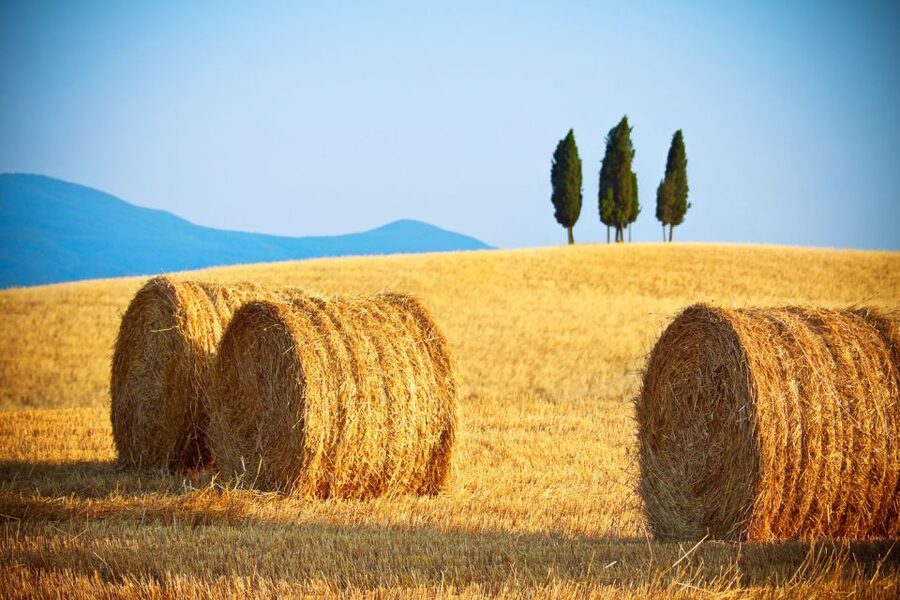 From Rome: Private Tuscany Day Trip - Montalcino and the Brunello choice