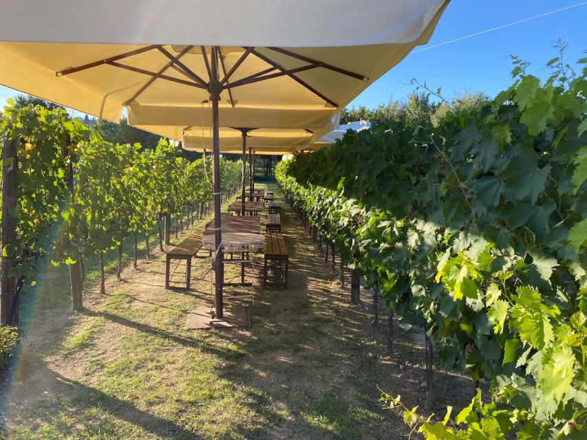 From Rome: Siena and San Gimignano, Tuscan Wine Day Tour - Leaving Rome for the Tuscan hills