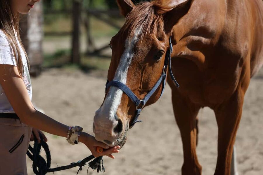 Horse Sanctuary in Rome - Booking details worth checking