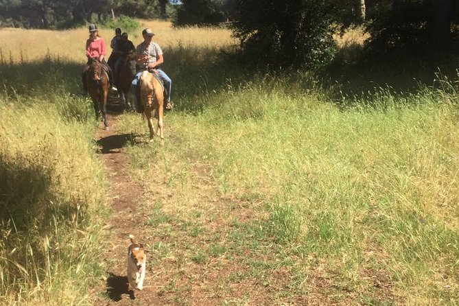 Horse Sanctuary & Trail Ride in Ostia Antica - A gentle introduction for new riders