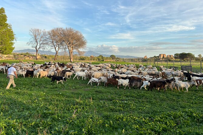 Private E-bike tour of Appian way, Aqueduct & catacombs with food - Riding the ancient road itself