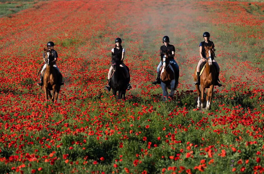 Ride in Rome with meal and wine included - Meeting the rescue horses before you ride