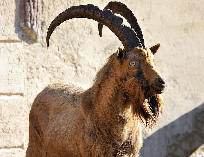 Rome: Bioparco di Roma Zoological Garden Entry Ticket - A zoo with a conservation purpose