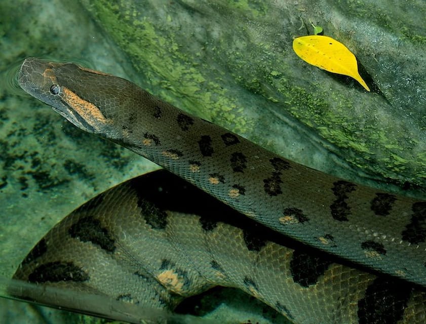 Rome: Bioparco di Roma Zoological Garden Entry Ticket - Is $25 good value?