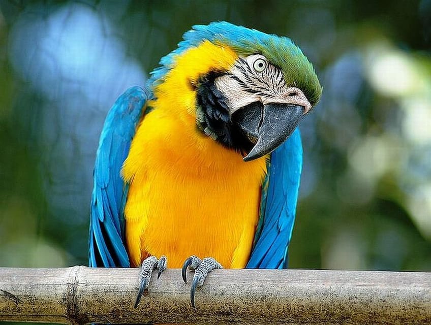 Rome: Bioparco di Roma Zoological Garden Entry Ticket - What you see along the animal route