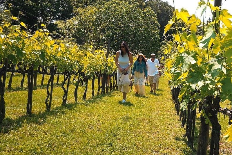 Rome Countryside: Wine Tasting Tour with Private Driver - Walking through the vineyard and wine cellar