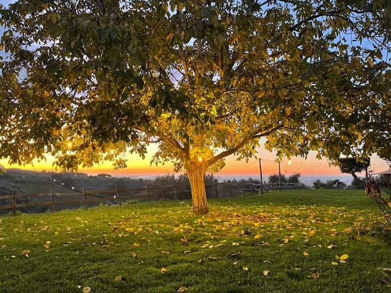 Rome Countryside: Wine Tasting Tour with Private Driver - What the three-hour schedule feels like
