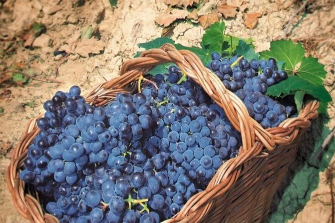 Rome's Vineyard Symphony: Countryside Winetasting Experience - Is $189.64 a fair price?