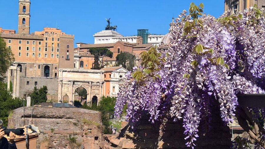 Tour of Colosseum & Roman Forum with Dutch Guide - Palatine Hill and the view across the ruins